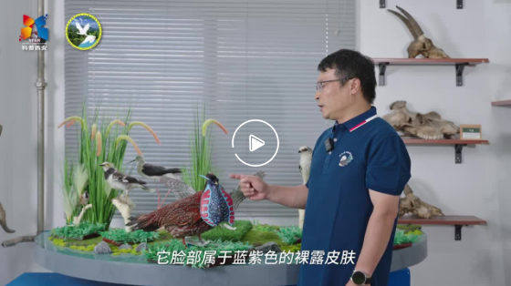 鳥類科普小知識(shí)3